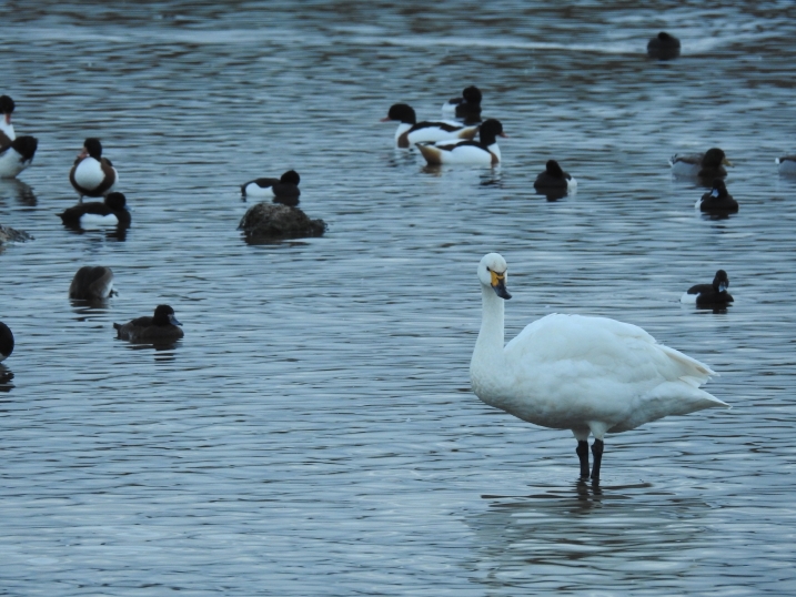 Bewick's swan in water